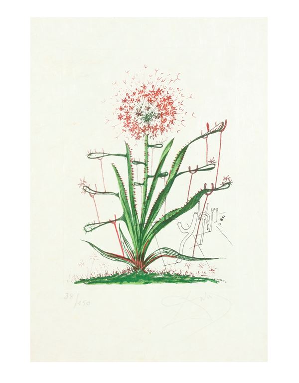 SALVADOR DALI' : Aloe  - Auction Modern, Contemporary and 19th Century Paintings - Casa d'Aste International Art Sale